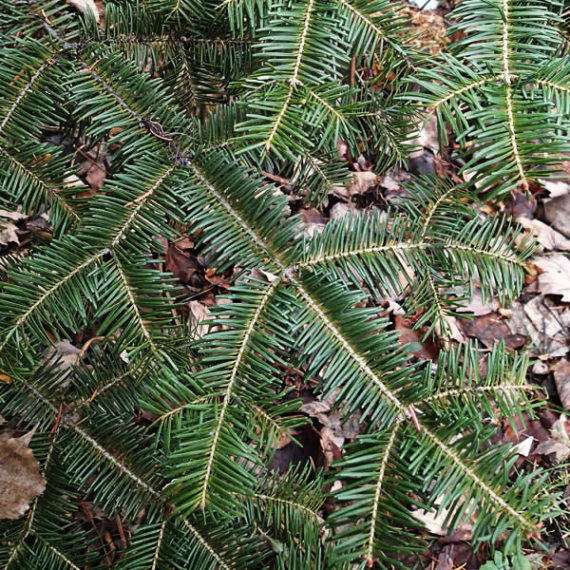 Balsam-Fir-3