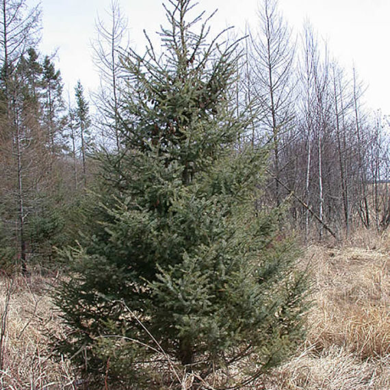 Black-Spruce-1