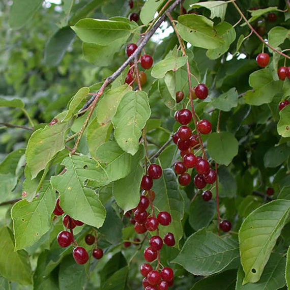 Chokecherry-3