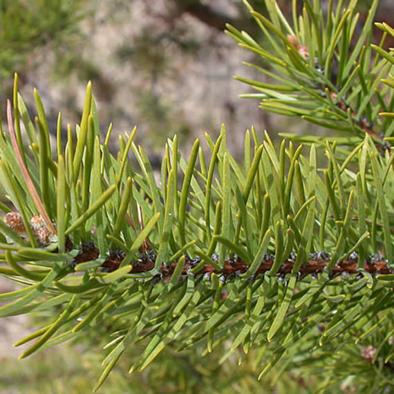 Jack-Pine-2