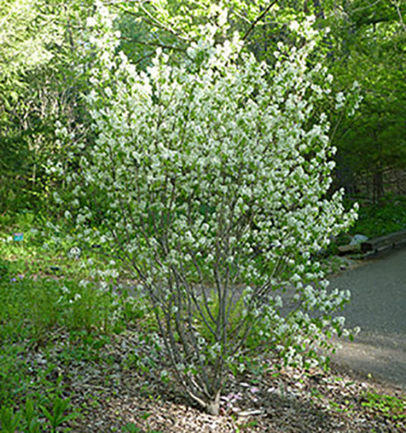 Juneberry-1