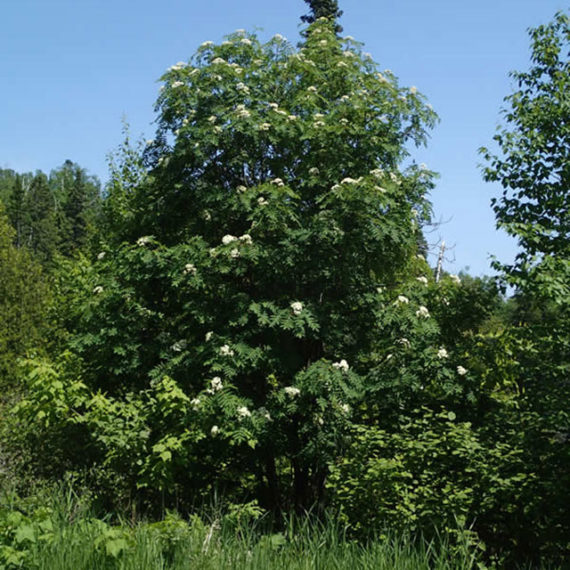 Mountain-Ash-1