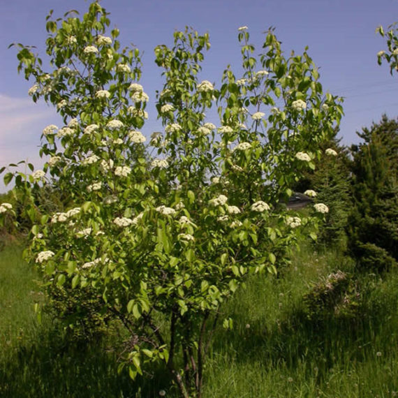 Nannyberry-1