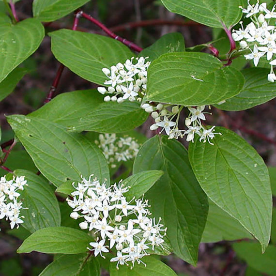 Red-Osier-Dogwood-2