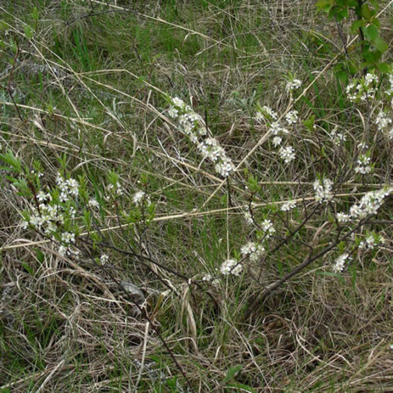 Sand-Cherry-1