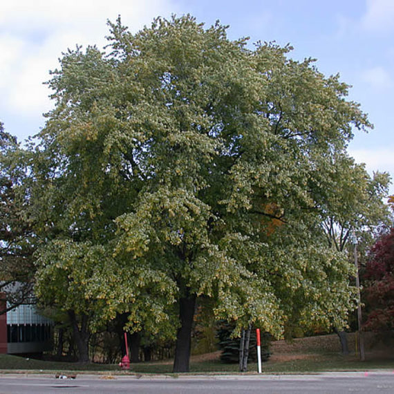 Silver-Maple-1