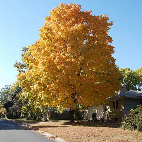 Sugar-Maple-1