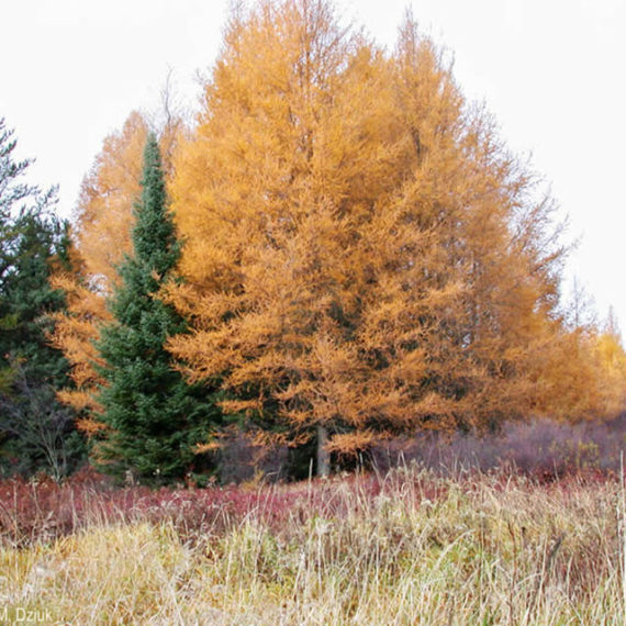 Tamarack-1