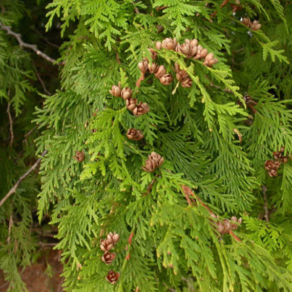 White-Cedar-2