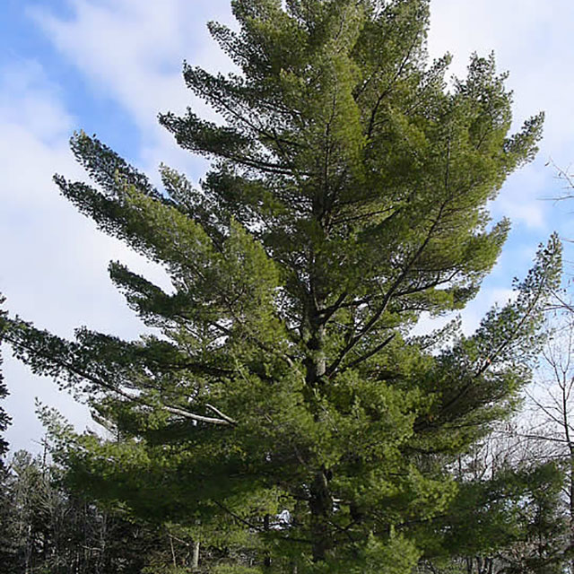 Eastern white pine (Pinus strobus), Minnesota DNR