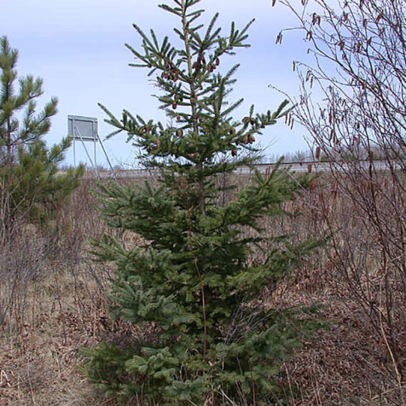 White-Spruce-1