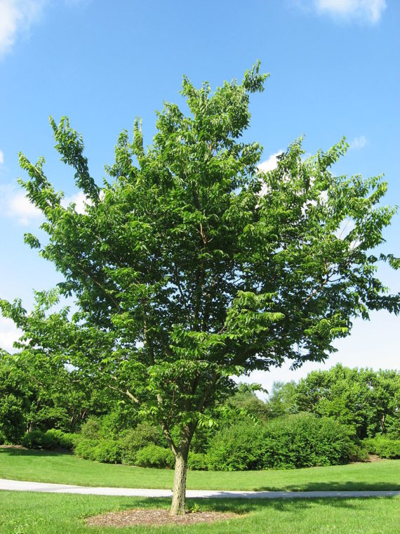 800px-Celtis_occidentalis_20090606